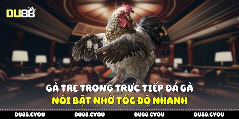 Gà tre trong trực tiếp đá gà nổi bật nhờ tốc độ nhanh